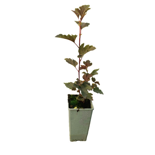 Viburnum opulus 'Red Baron' pods, P9/C1