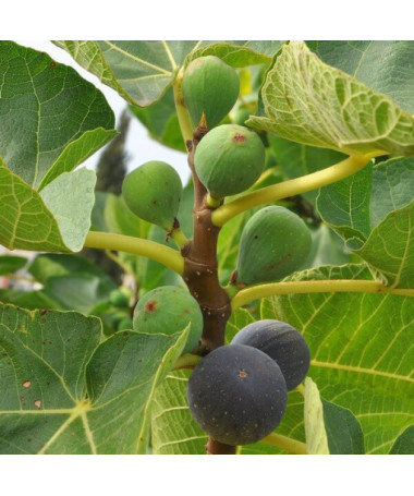 Parastais vīģes koks 'Brown Turkey' pods, 2L