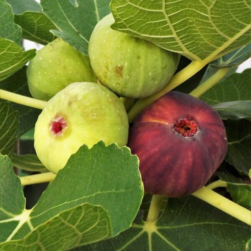 Parastais vīģes koks 'Brown Turkey' pods, 2L