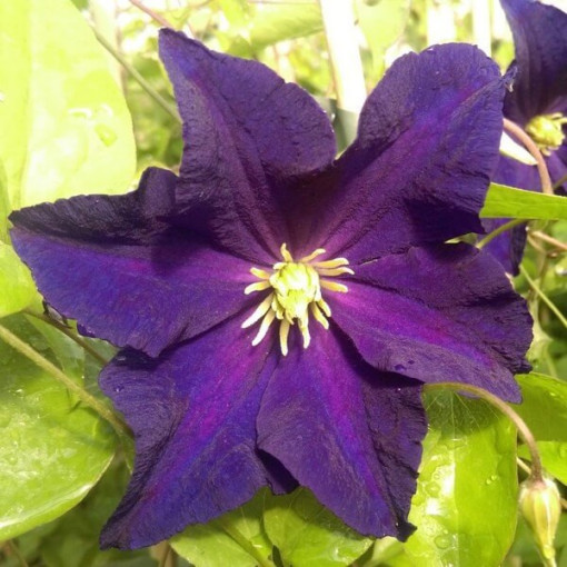 Clematis 'Etoile Violette' 4L pods