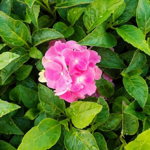 Komplekts 4 gab. - Dārza hortenzijas 2L traukos