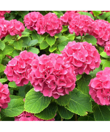 Dārza hortenzija Alpengluhen podā, 2L