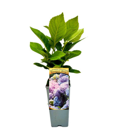 Dārza hortenzija Bouquet Rose, 2L pods