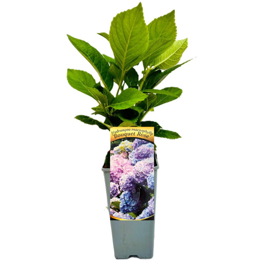Dārza hortenzija Bouquet Rose, 2L pods