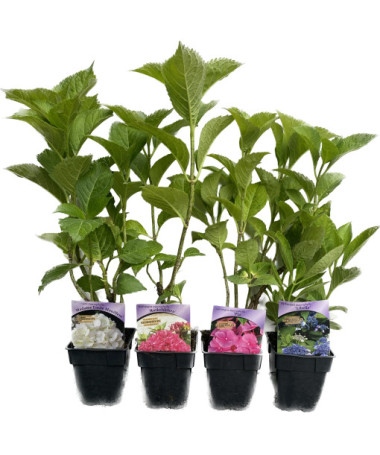 Dārza hortenzija Soeur Therese, 2L pods