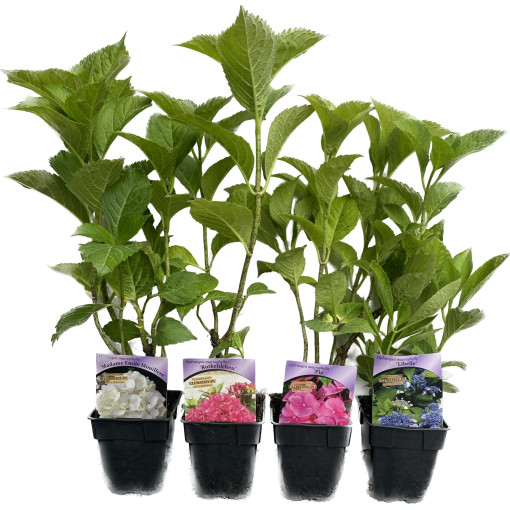 Dārza hortenzija Soeur Therese, 2L pods