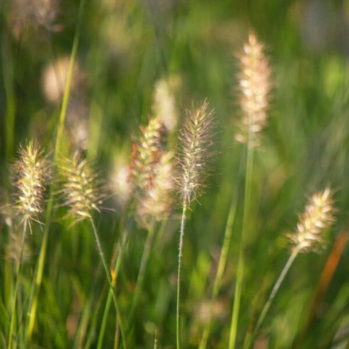 Japāņu pennisetums 'Little Bunny' P9/C1