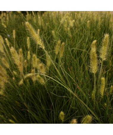 Japāņu pennisetums 'Little Bunny' P9/C1