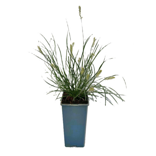 Japāņu pennisetums 'Little Bunny' P9/C1