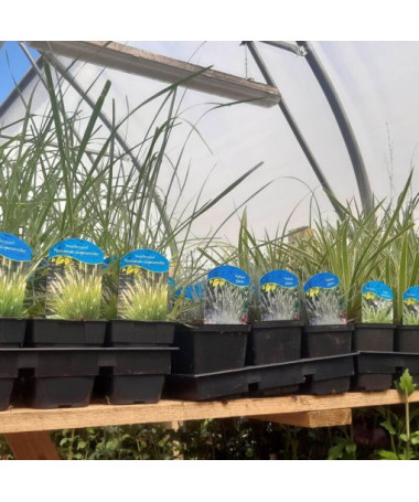 Ķīniešu miskants 'Herman Mussel' P9/C1