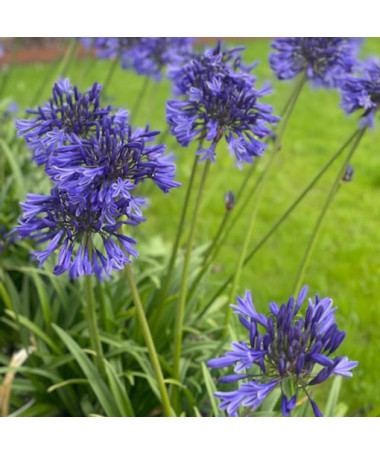 Zilais Agapants (Agapanthus Africanus) stādi 2L podos