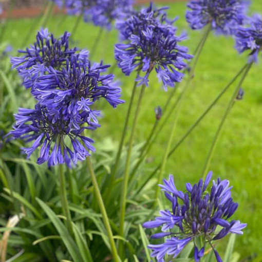 Zilais Agapants (Agapanthus Africanus) stādi 2L podos