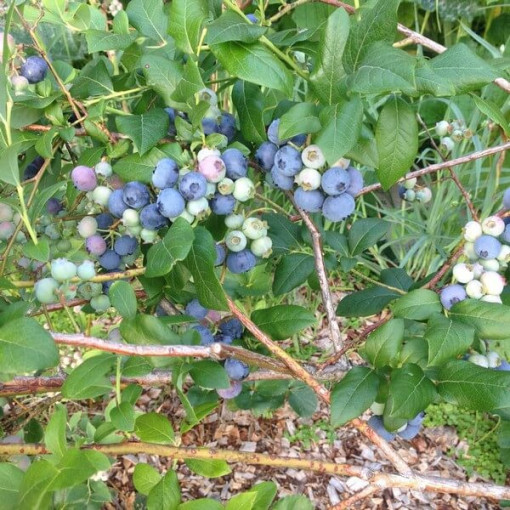 Amerikāņu melleņu šķirne Bluecrop pods, 2L