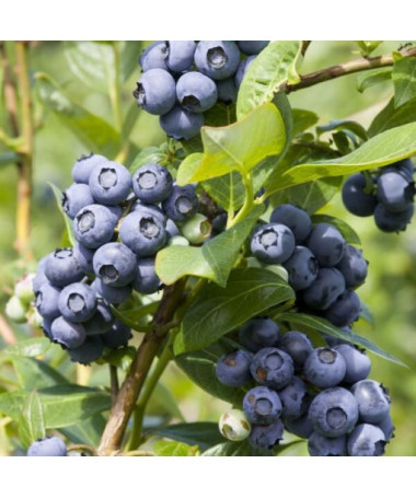 Amerikāņu mellenes Spartan, 2L