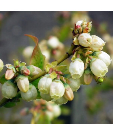 Amerikāņu mellenes Bluegold, 2L pods