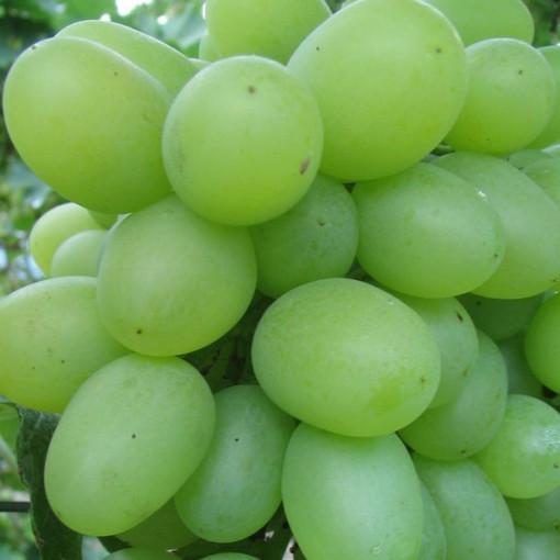 Vīnogulājs Regina, 2L pods