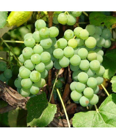 Ontario vīnogulājs Salizturīgs, 2L pods