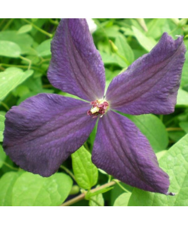Clematis Polish Spirit, 4L pods