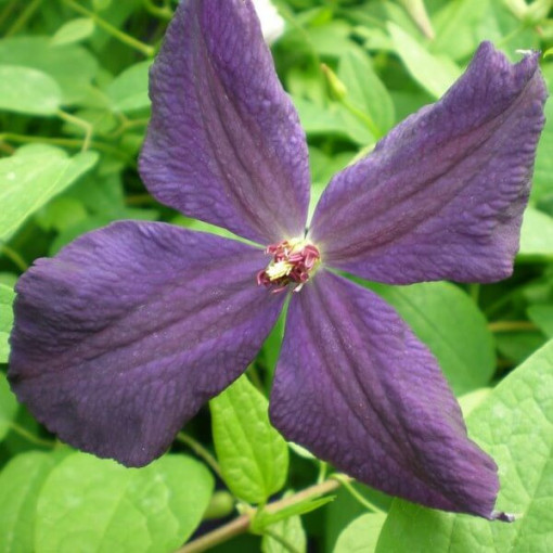 Clematis Polish Spirit, 4L pods