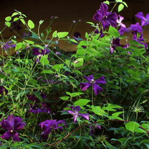 Clematis Polish Spirit, 4L pods