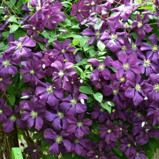 Clematis Polish Spirit, 4L pods