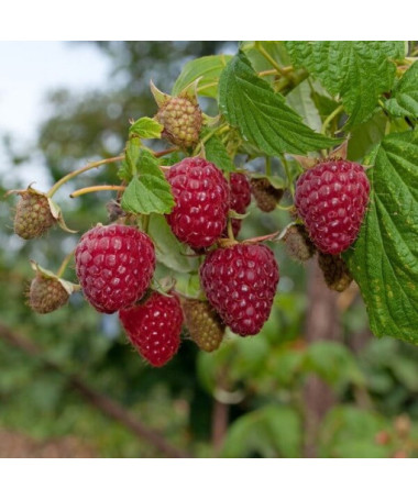 Sarkanais avenes 'Zewa' 2L podā.