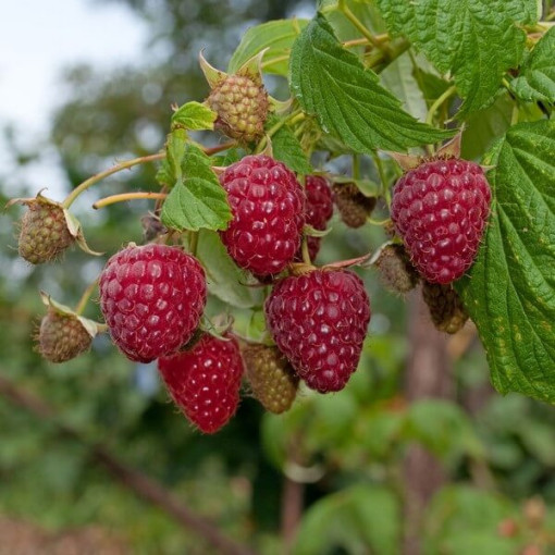 Sarkanais avenes 'Zewa' 2L podā.