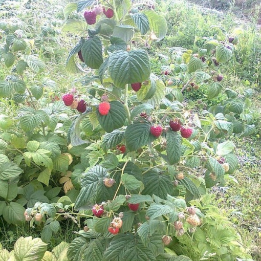 Sarkanais avenes 'Zewa' 2L podā.