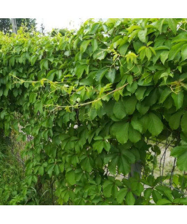 Virdžīnijas vīnogu vīte (piecu lapu) 'Troki' pods, 2L