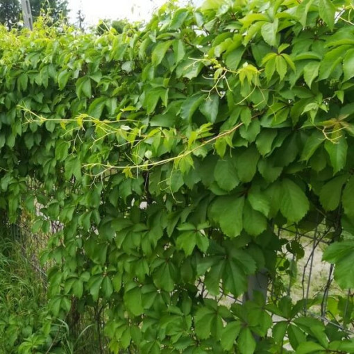 Virdžīnijas vīnogu vīte (piecu lapu) 'Troki' pods, 2L