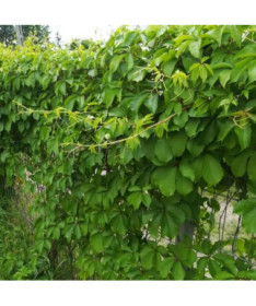 Virdžīnijas vīnogu vīte (piecu lapu) 'Troki' pods, 2L