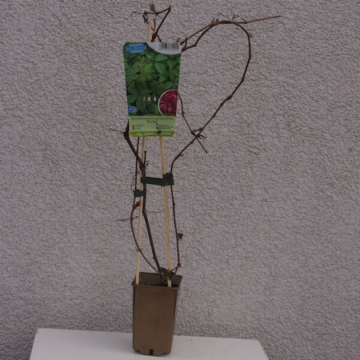 Virdžīnijas vīnogu vīte (piecu lapu) 'Troki' pods, 2L