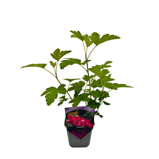 Sarkanais jāņogas 'Pulborough Scarlet' P9/C1