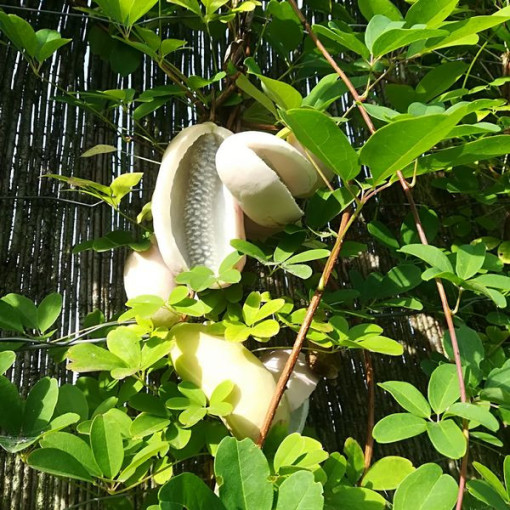 Akebia quinata 'Alba' P9/C1