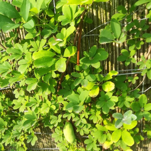 Akebia quinata 'Alba' P9/C1