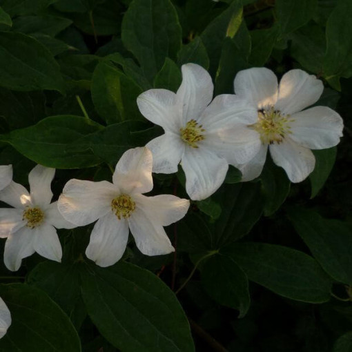 Lielziedu clematis 'Huldine' 4L pods