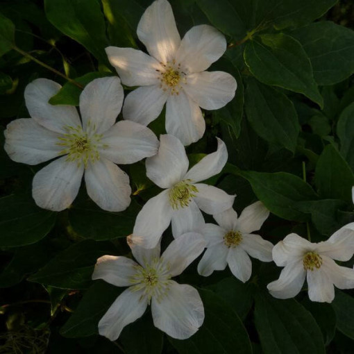 Lielziedu Clematis 'Huldine' P9/C1