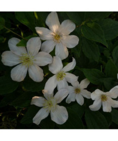 Lielziedu Clematis 'Huldine' P9/C1