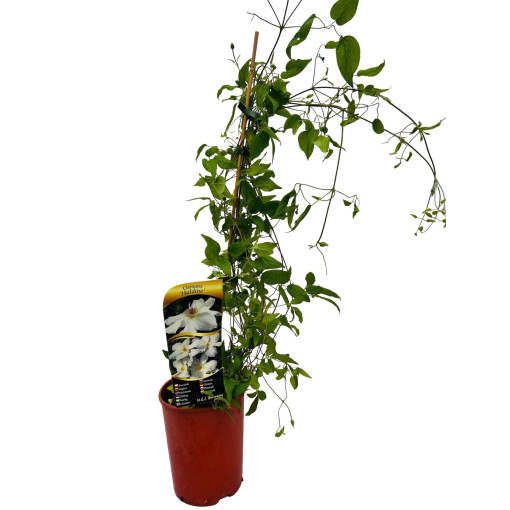 Lielziedu Clematis 'Huldine' P9/C1