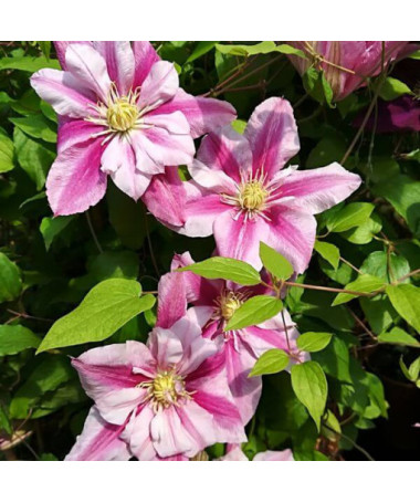 Lielziedu Clematis Patricia Ann Fretwell 'Pafar' 4L pods