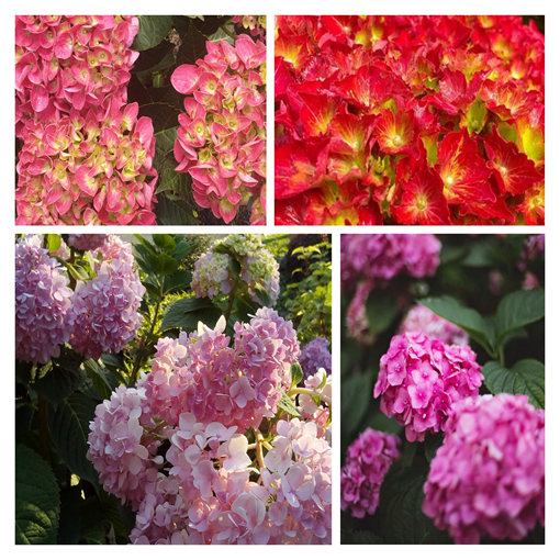 Komplekts 4 gab. - Dārza hortenzijas P9/C1 traukos