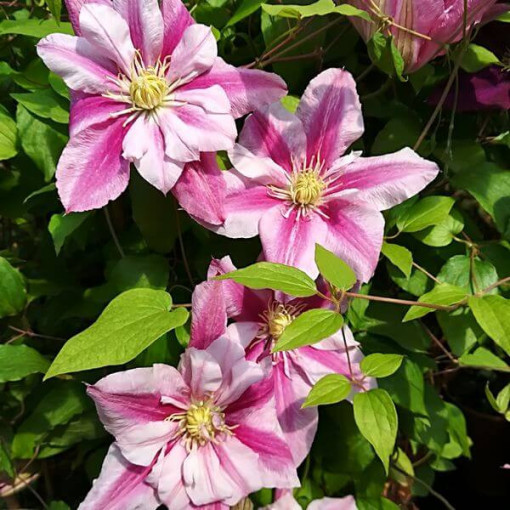 Lielziedu Clematis Patricia Ann Fretwell 'Pafar' 2L pods