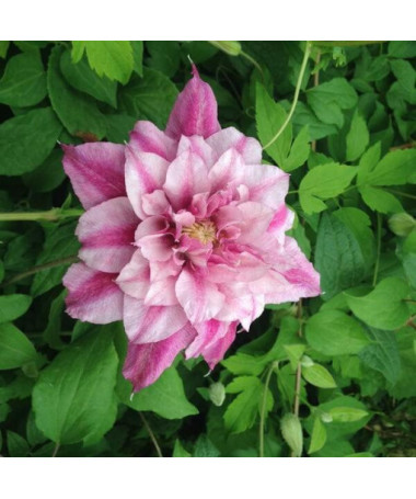 Lielziedu Clematis Patricia Ann Fretwell 'Pafar' P9/C1