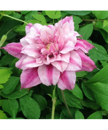 Lielziedu Clematis Patricia Ann Fretwell 'Pafar' P9/C1