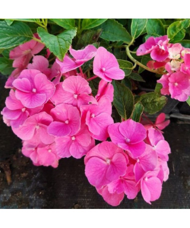 Dārza hortenzija 'Pia' pods, 2L