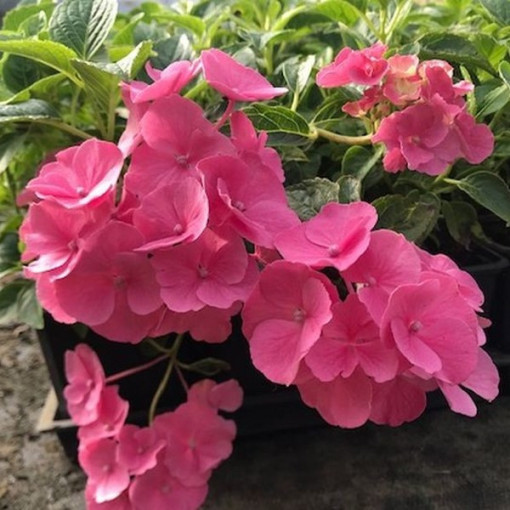 Dārza hortenzija 'Pia' pods, 2L