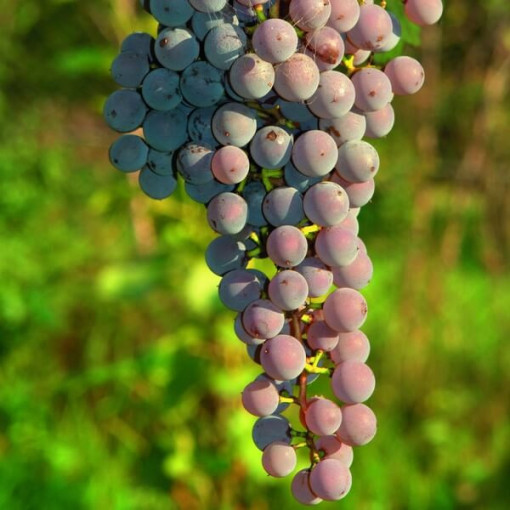 Bezsēklu vīnoga Canadice, trauks 2L