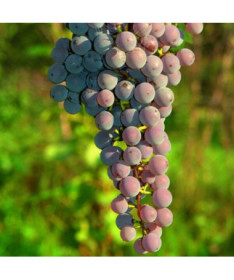 Bezsēklu vīnoga Canadice, trauks 2L