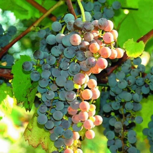 Bezsēklu vīnoga Canadice, trauks 2L