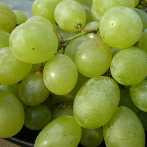 Vīnoga Seneca, trauks 2L